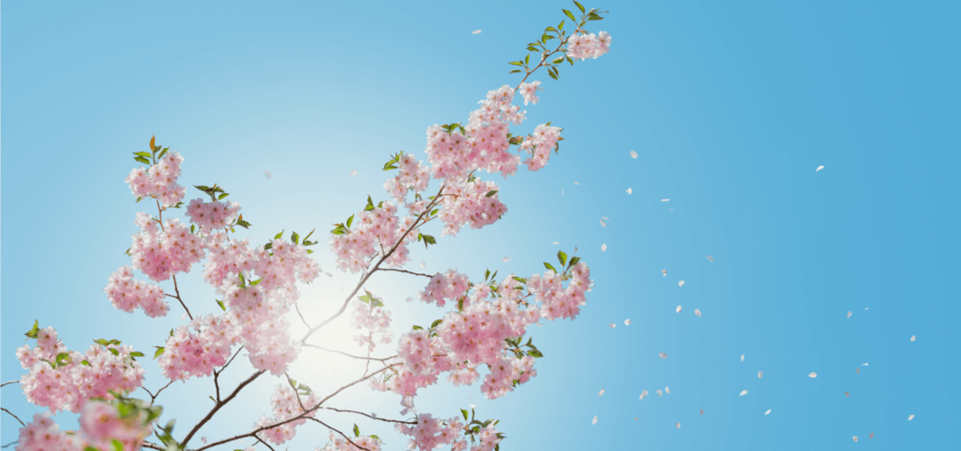 Blühender Frühling sorgt für Pollenallergie