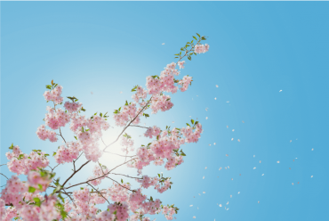 Blühender Frühling sorgt für Pollenallergie